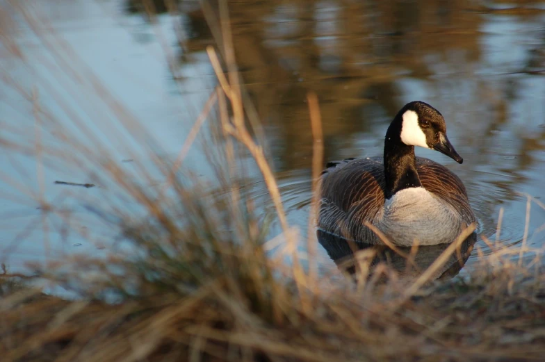 the duck is swimming by itself on a lake