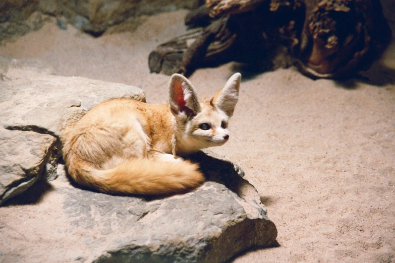 a fox with white eyes and black ears sitting on rocks