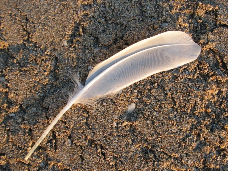 a feather is on the sand with gravel and sand