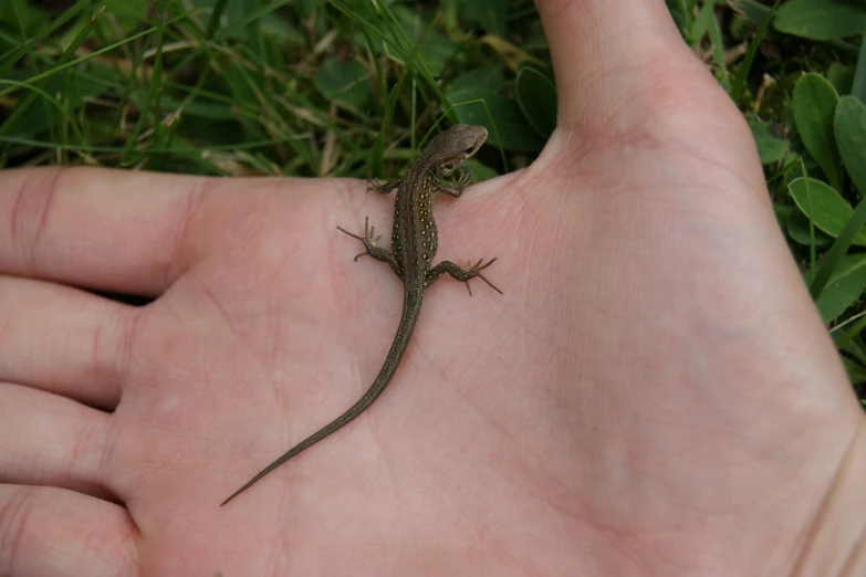 a hand holding a small lizard next to grass