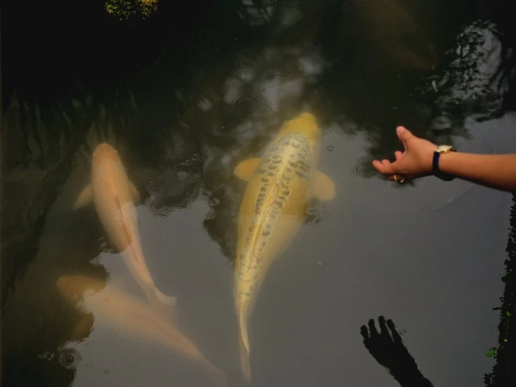 several colorful fish swimming in the water