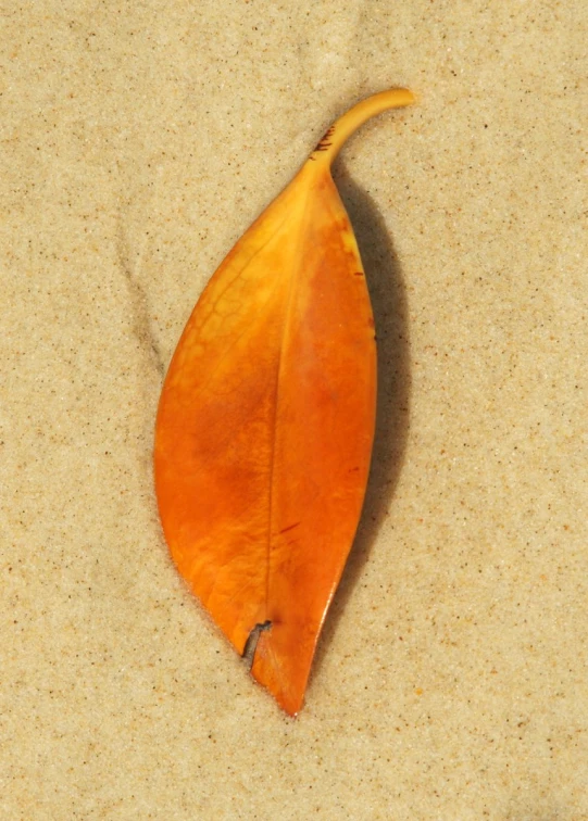 a single leaf laying in the sand by itself