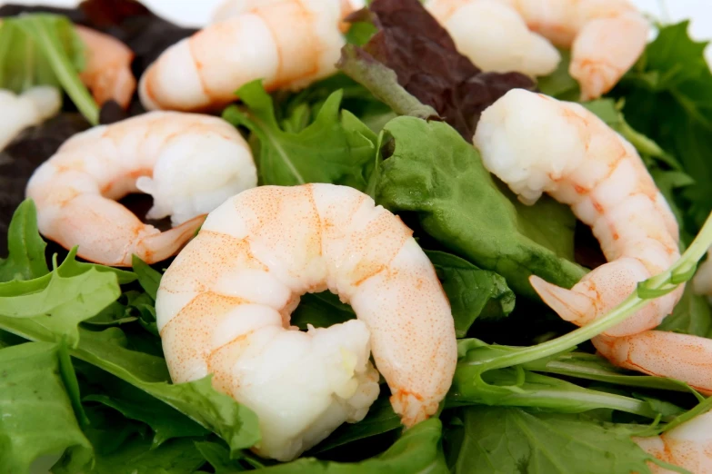 salad with lettuce and shrimp on white plate