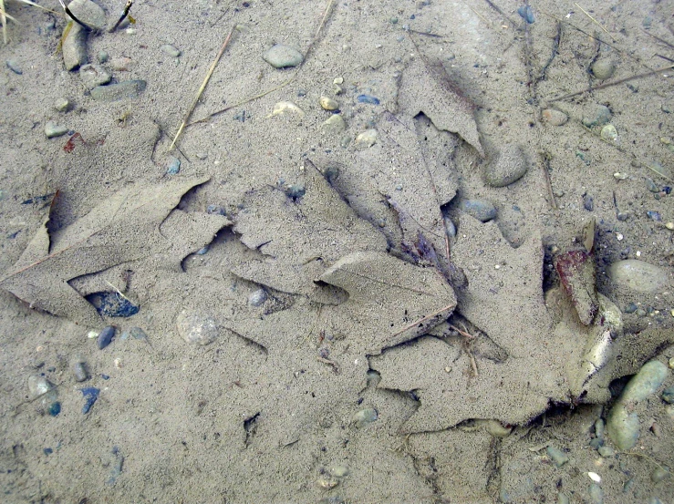 sand and seaweed are lying on the beach