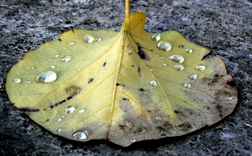 a leaf that has been washed and has been left on the ground