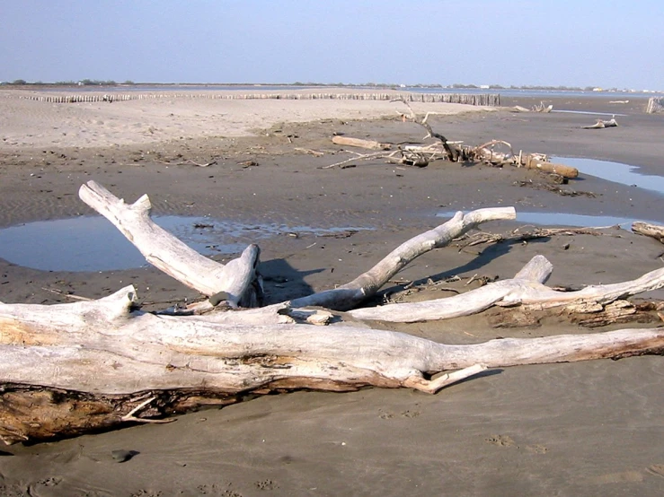 a log sitting on top of a beach next to the ocean