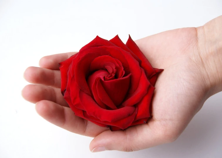 there is a small red rose in someone's hand