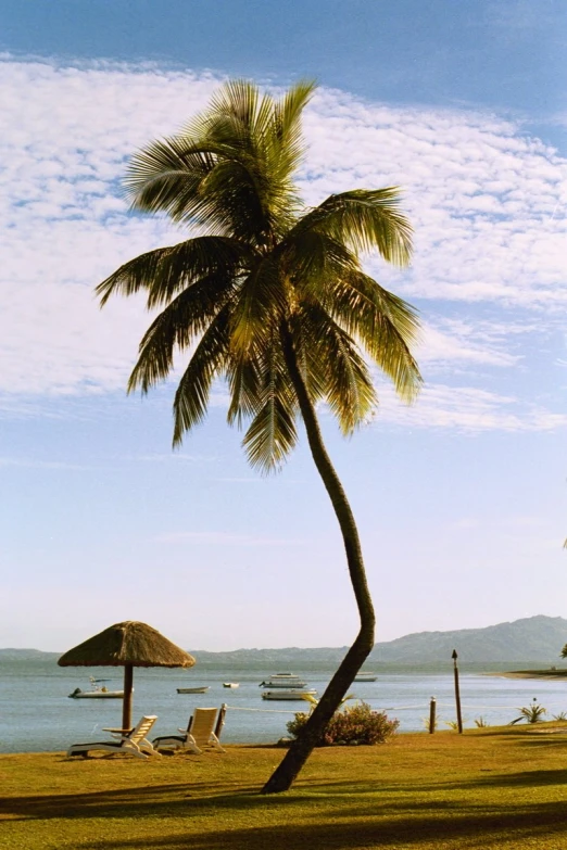 a beach with sun loungers and a palm tree near the ocean