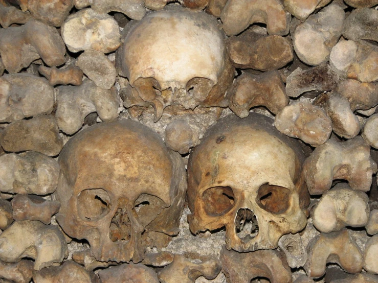 many skulls are laying on some rocks