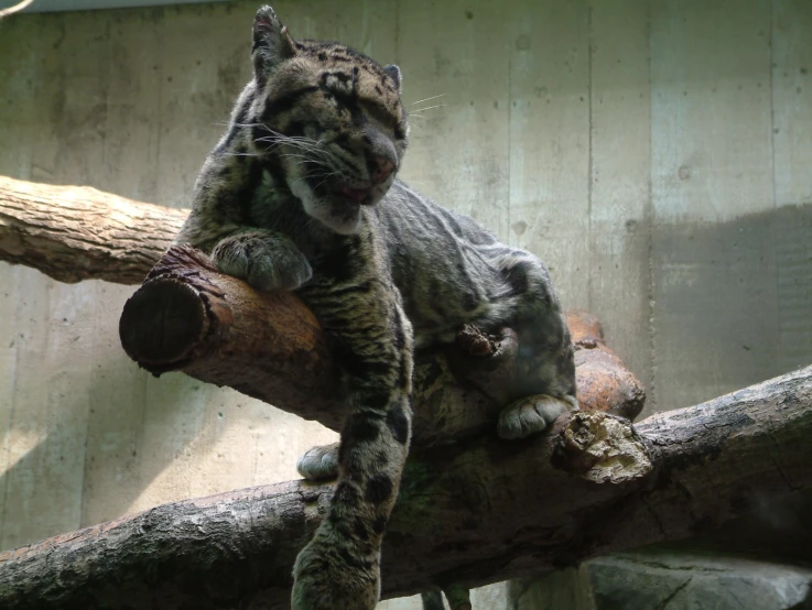 a tiger is sitting on a limb and is smiling