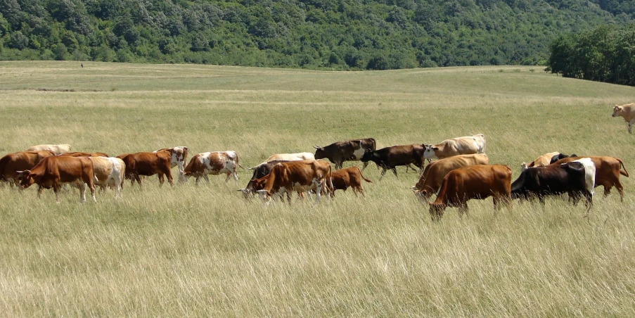 cows eating grass in a field near many trees