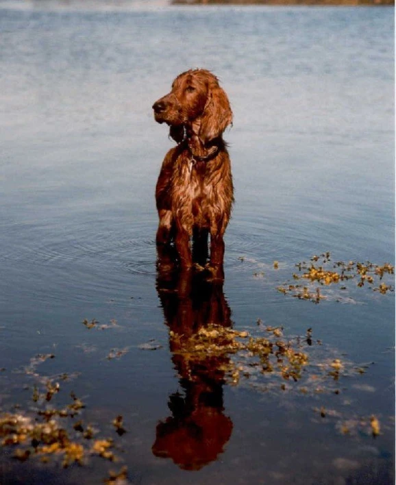a wet brown dog standing in water and staring