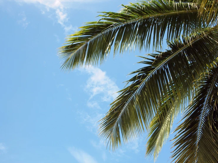 the underside of two palm trees under a partly cloudy blue sky