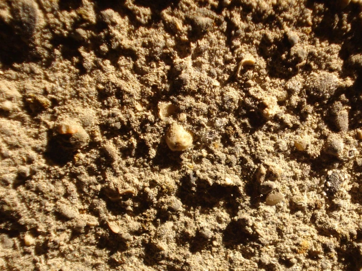 several seed heads are stuck in the sand