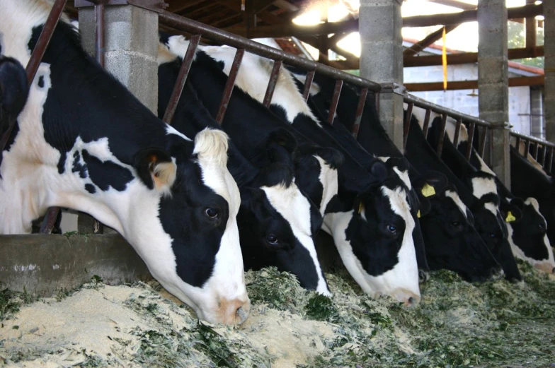 a row of black and white cows eating hay