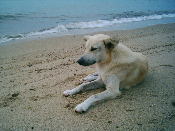 a white and black dog lays on a sandy beach