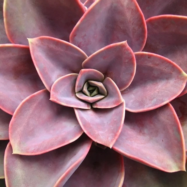 a red and green plant with large leaves