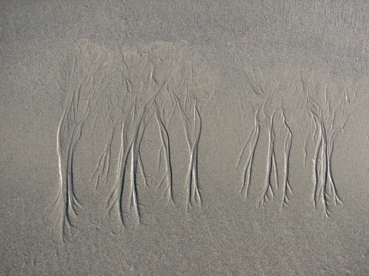 a group of plants sprouting in sand next to the ocean