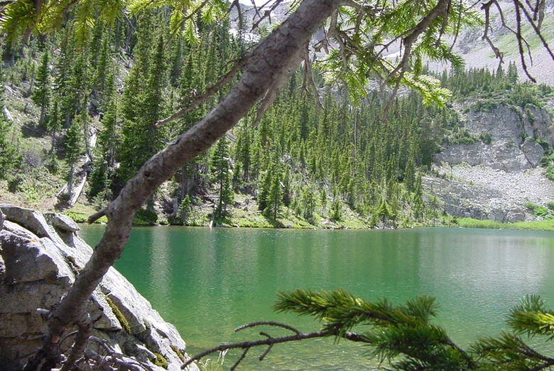 some water rocks and trees and plants and rocks