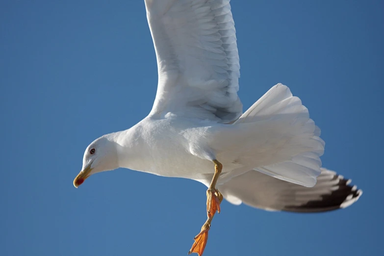 a bird flying in the air and landing