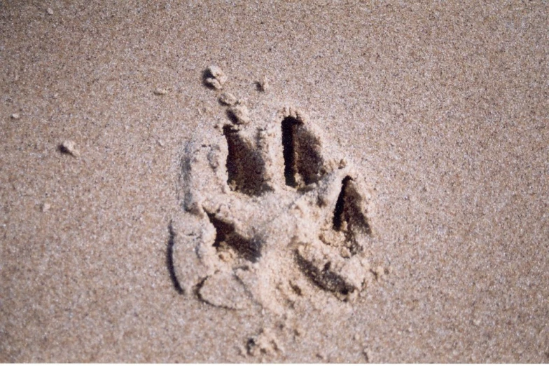 a picture of someone's hand and footprints in the sand