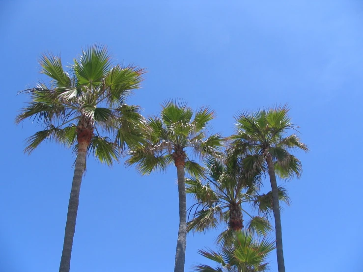 there are four palm trees in the blue sky