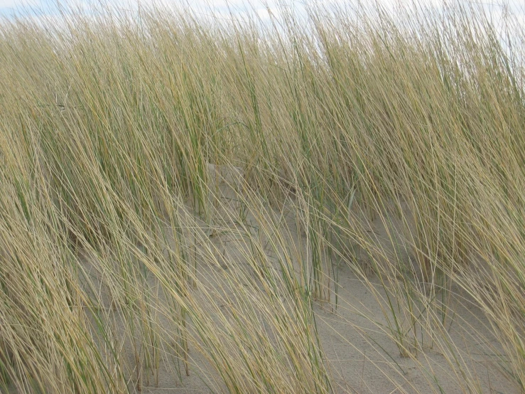some tall grasses growing on top of sand dunes