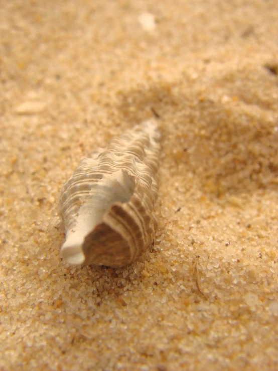 a sea shell laying on the ground with its shell broken