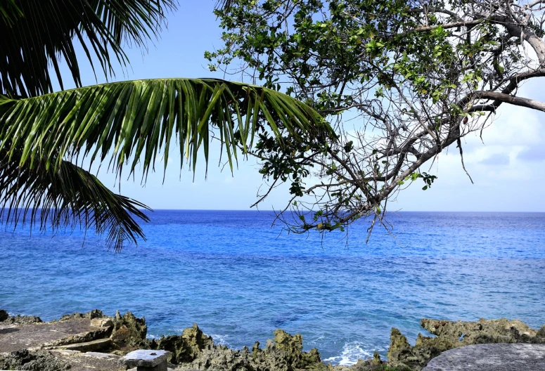 a tree and the ocean that looks out over the rocks