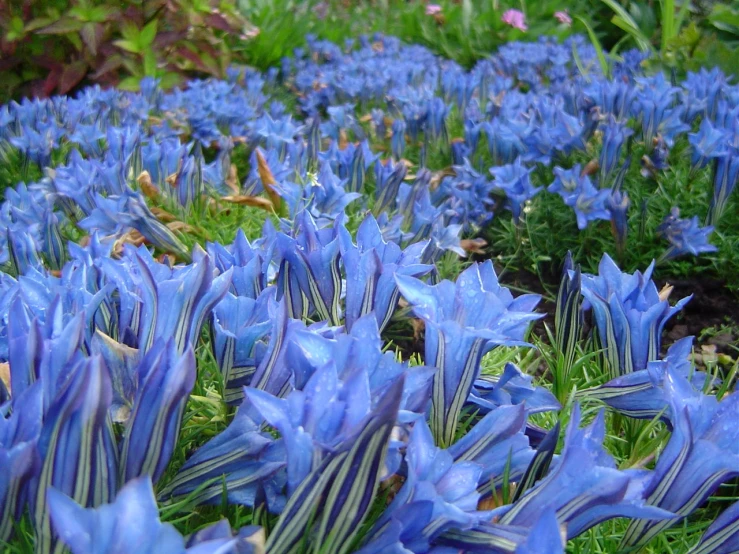 many blue flowers that are in the grass