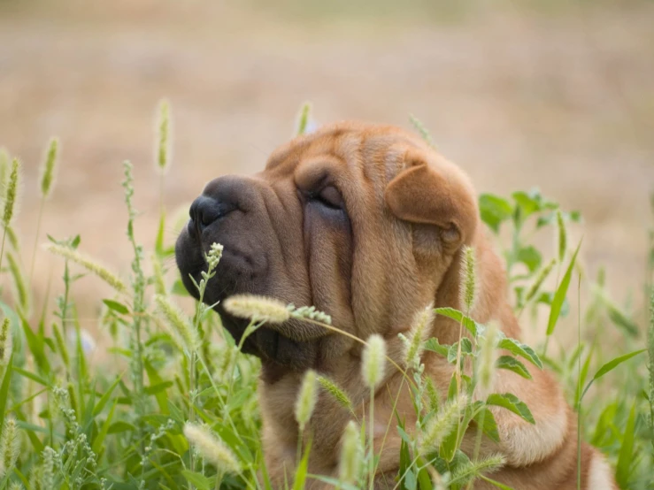 a brown puppy with its eyes closed in some grass