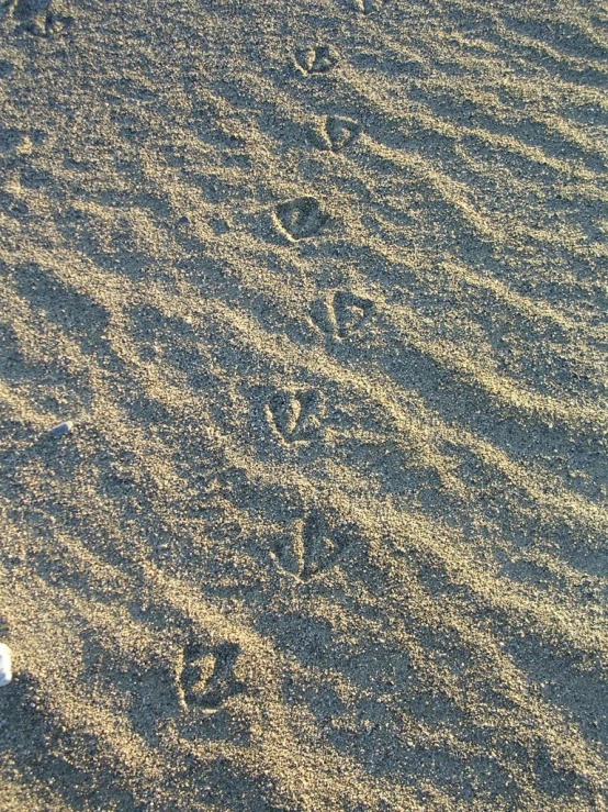 bird tracks on sandy shore near grassy area