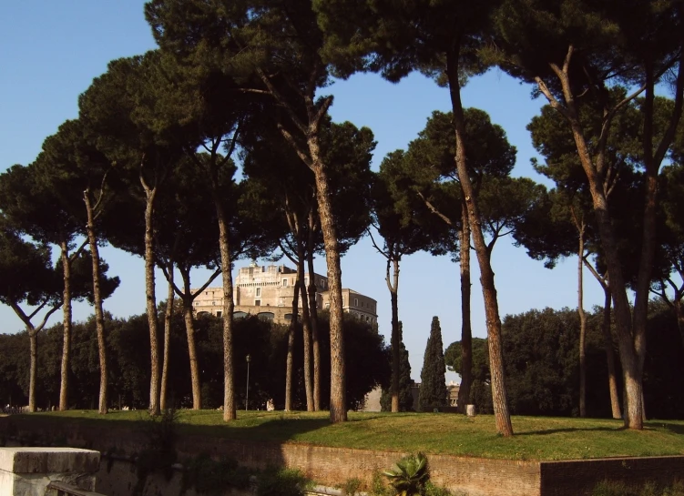 tall trees line a landscape near a building