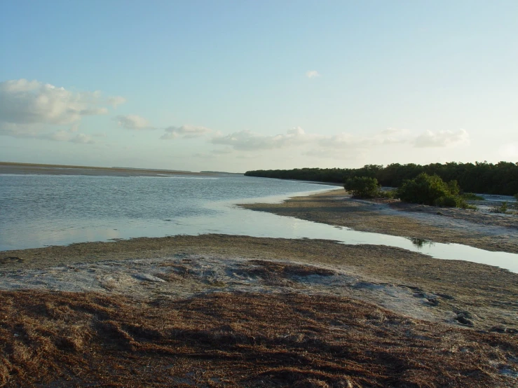 some small bushes and water on the sand