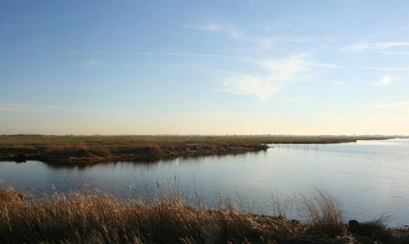 a body of water surrounded by reeds and dry grass