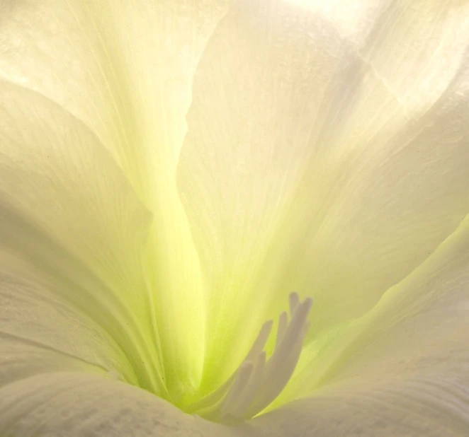 a close up view of a white flower that is in full bloom