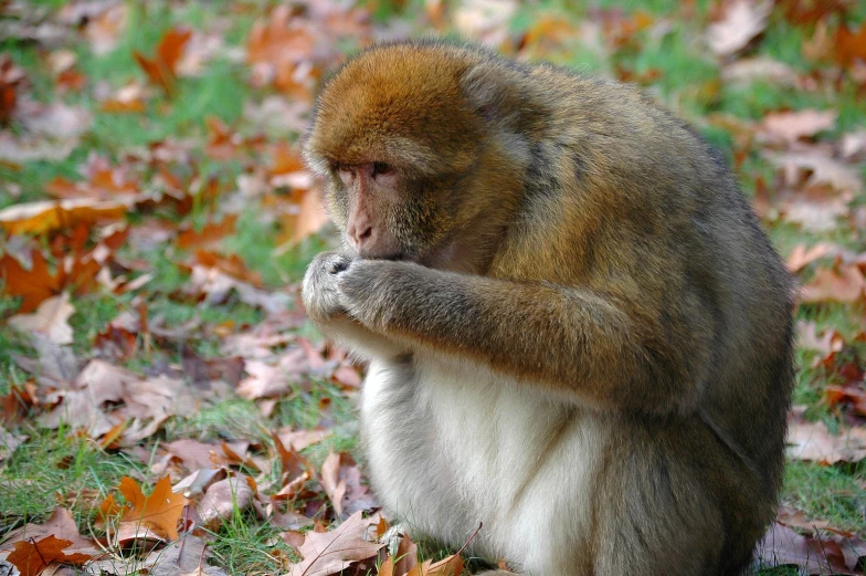 a monkey is sitting on the ground next to leaves