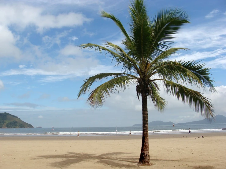 a palm tree is sitting on the beach