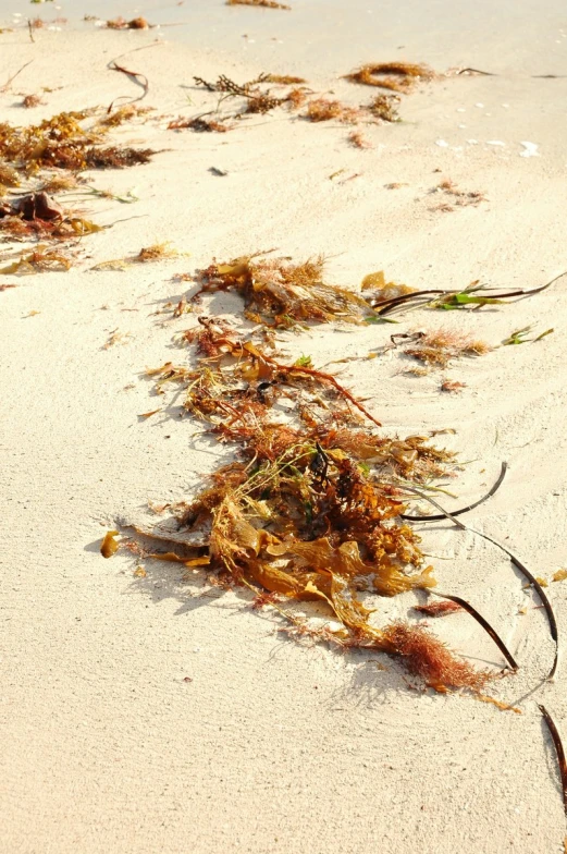 seaweed on sand and sand dunes with water splash