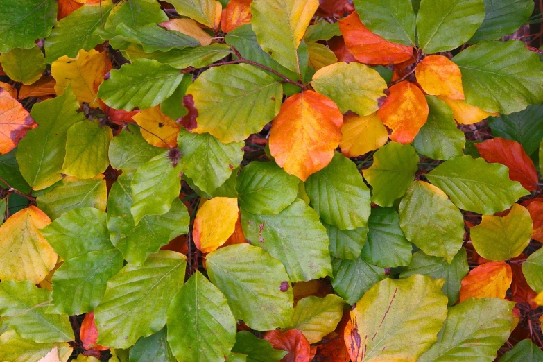 an array of various colored leaves on the ground