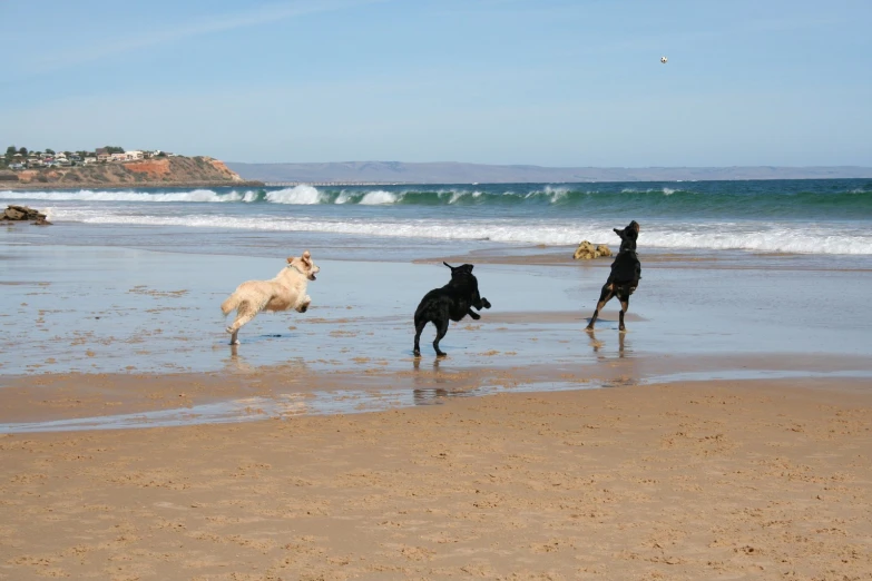 three dogs are playing in the water on a beach