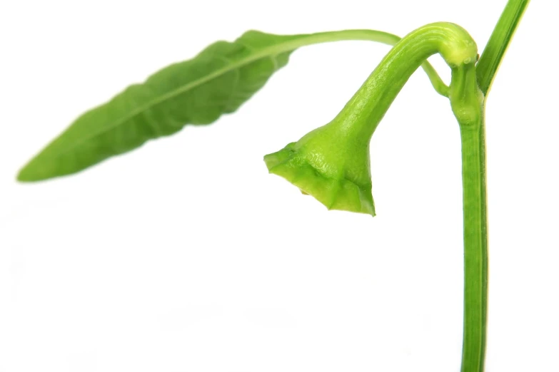 a large green plant has a stem with leaves