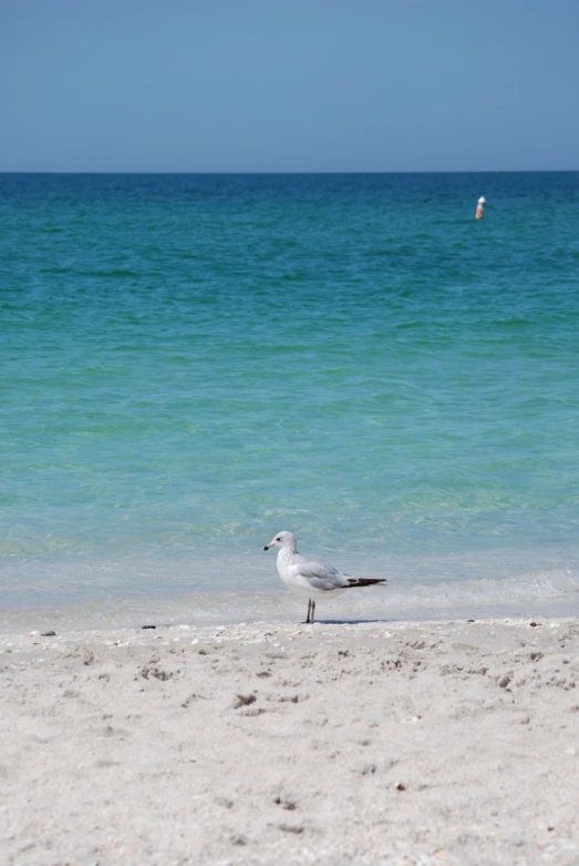 a seagull walking on the sand next to the ocean