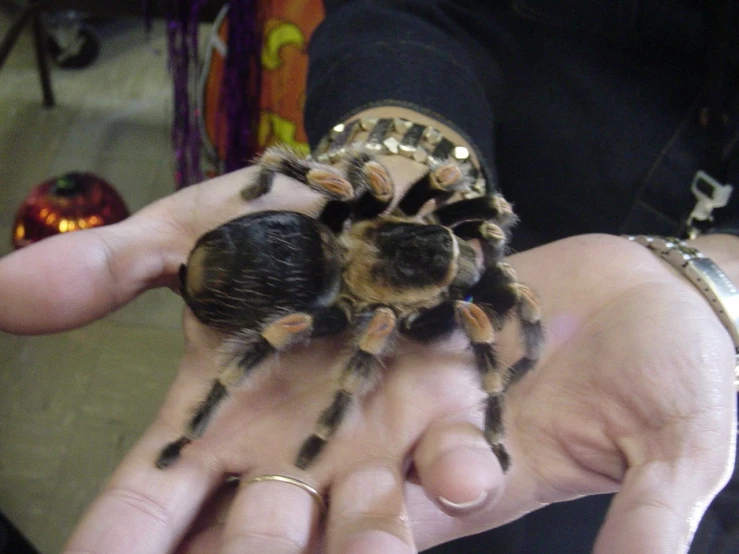 a person holding out their hand with a tiny spider in it