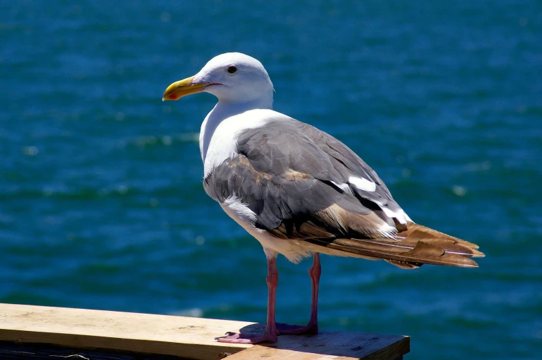 a bird perched on a wooden dock next to the ocean