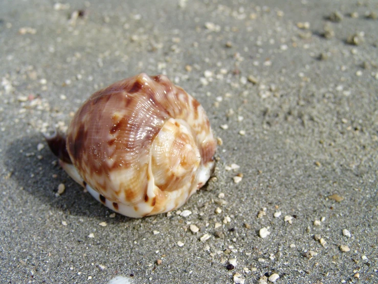 a small sea shell on the sand and gravel
