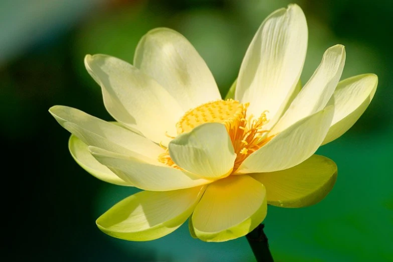 close up of yellow lotus flower blooming in a pond