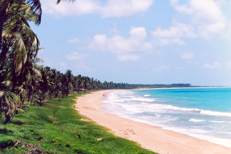 there are many trees on the shoreline along this beach