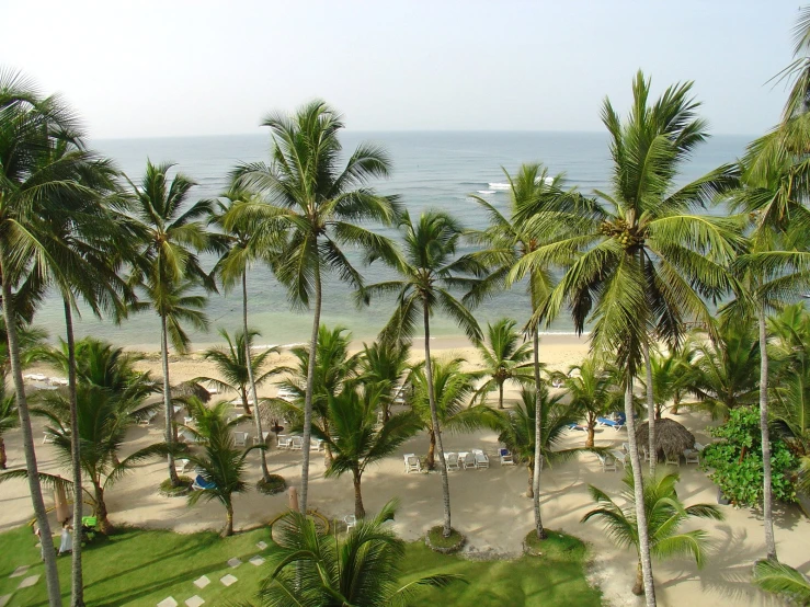 palm trees near a sandy beach on a sunny day