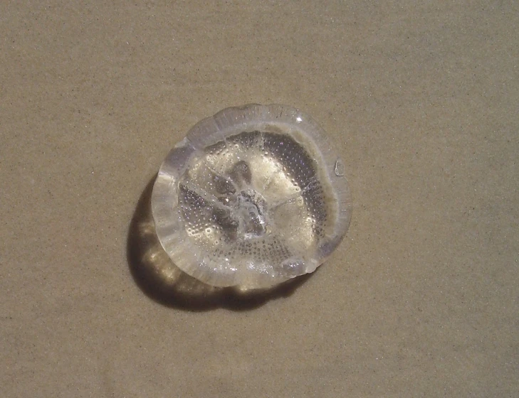 a shell that looks like an oyster in the sand